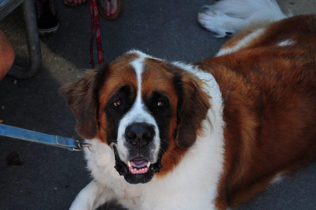 In photos: Dogtoberfest fun for humans, furry friends alike
