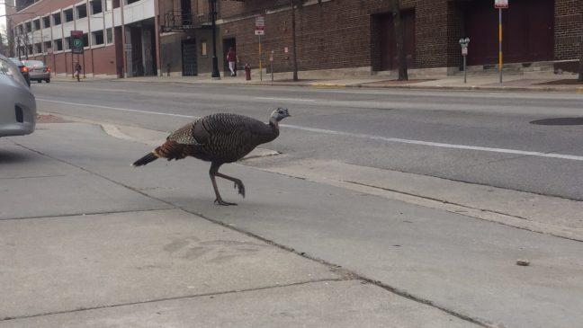 SPOTTED: UW turkey reveals itself for first time in 2017, deserves ticket for jaywalking