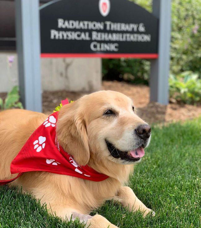 'Lucky Dog' Scout thanks UW School of Veterinary Medicine with WeatherTech Super Bowl Commercial